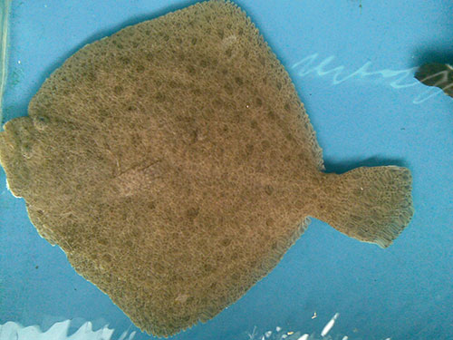 多寶魚(yú) 多寶魚(yú)